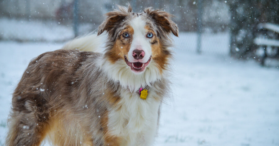 Australian Shepherd Border Collie Mix Lebenserwartung